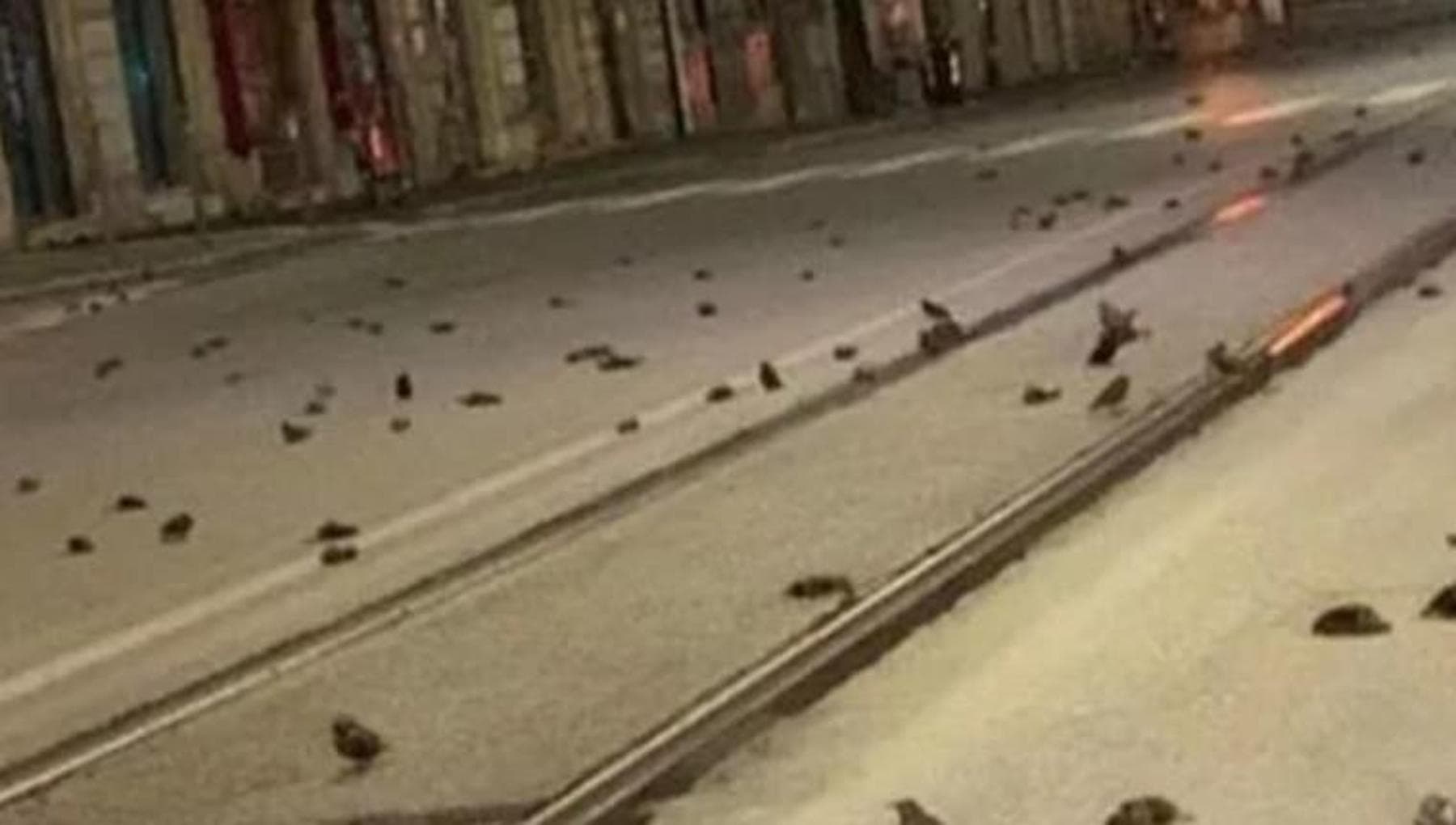 Capodanno: la strage nascosta degli animali per i profitti