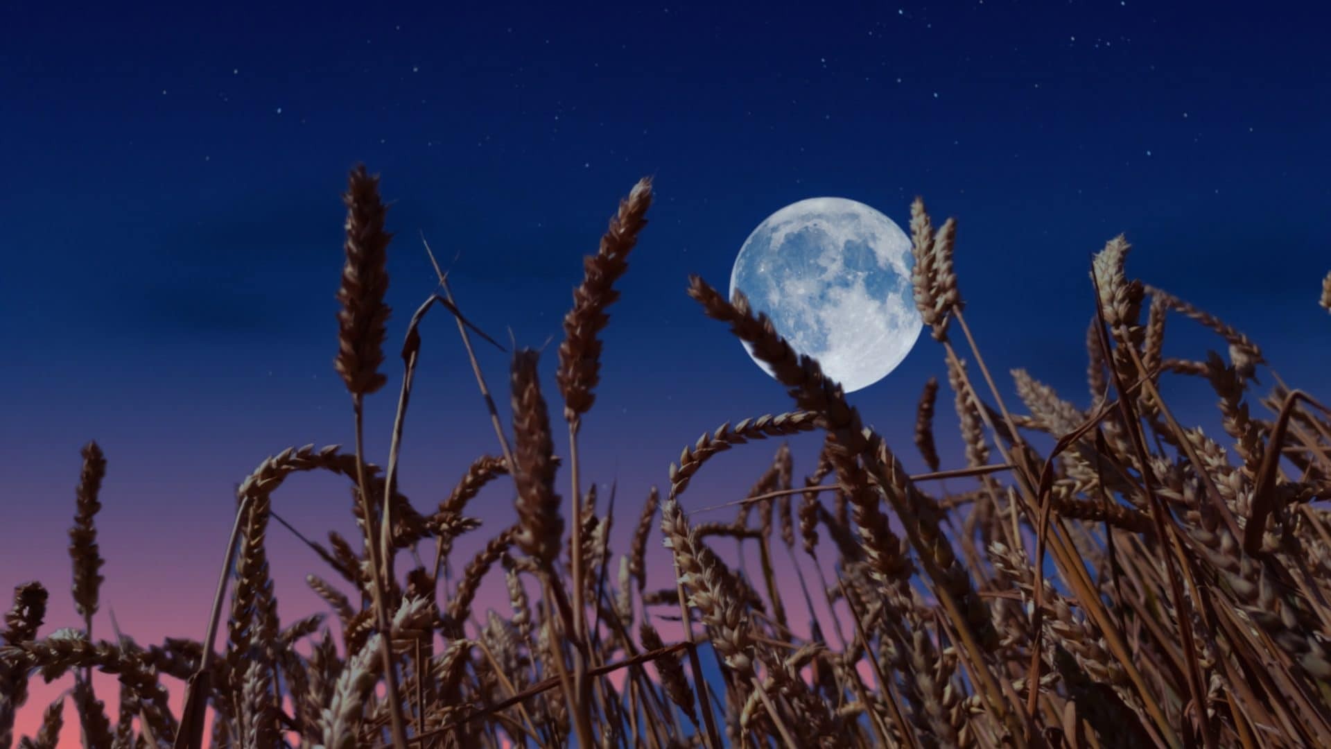 La Luna Piena del Raccolto illumina il cielo: un regalo per il popolo, non per i padroni