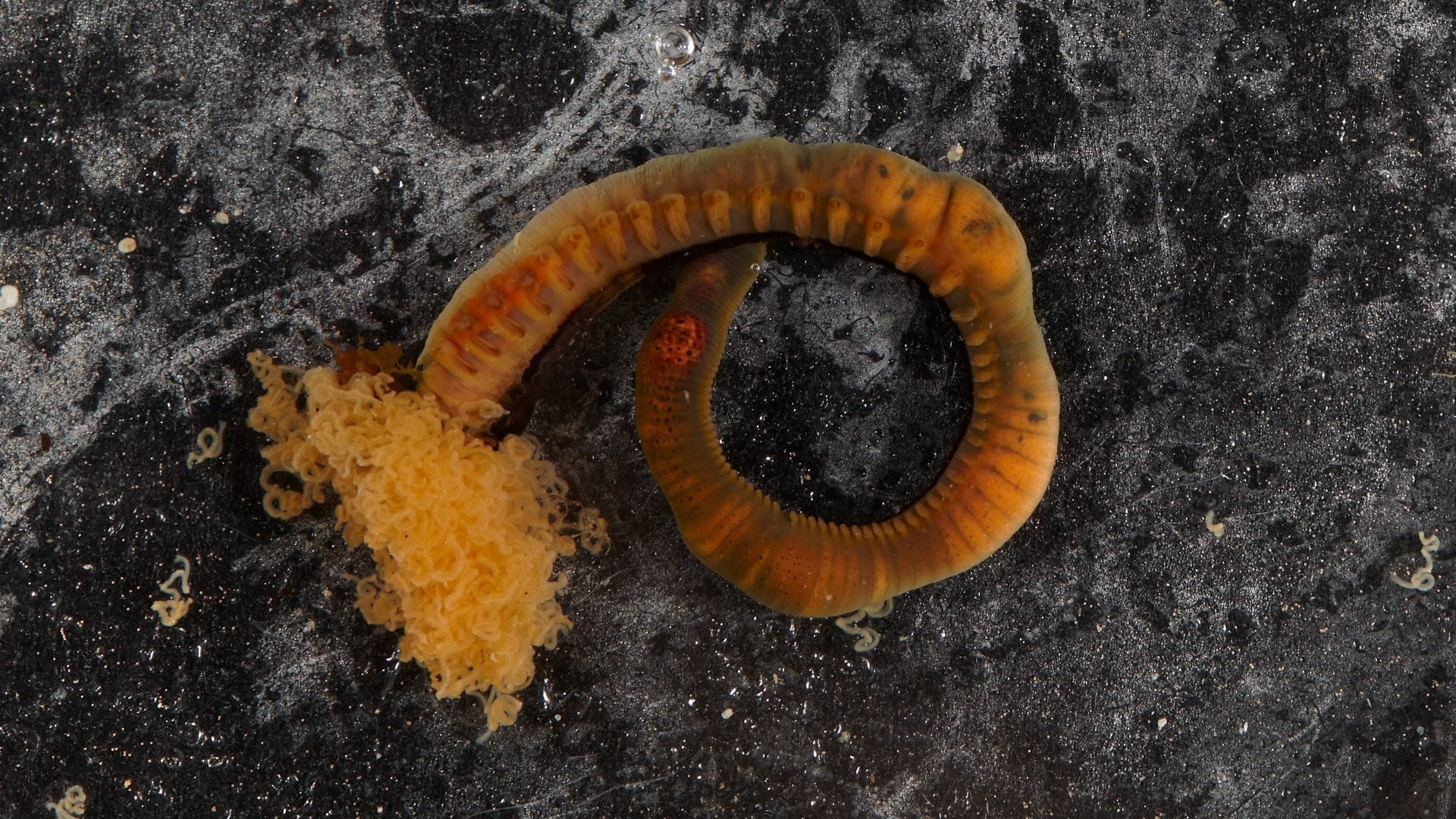Vermi spaghetti degli abissi: due nuove specie sfidano il capitale